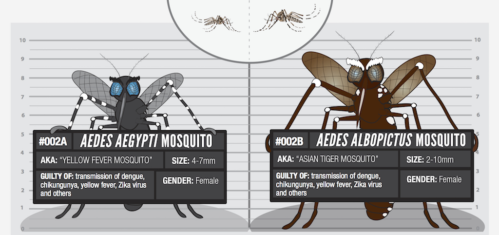 Aedes aegypti deals